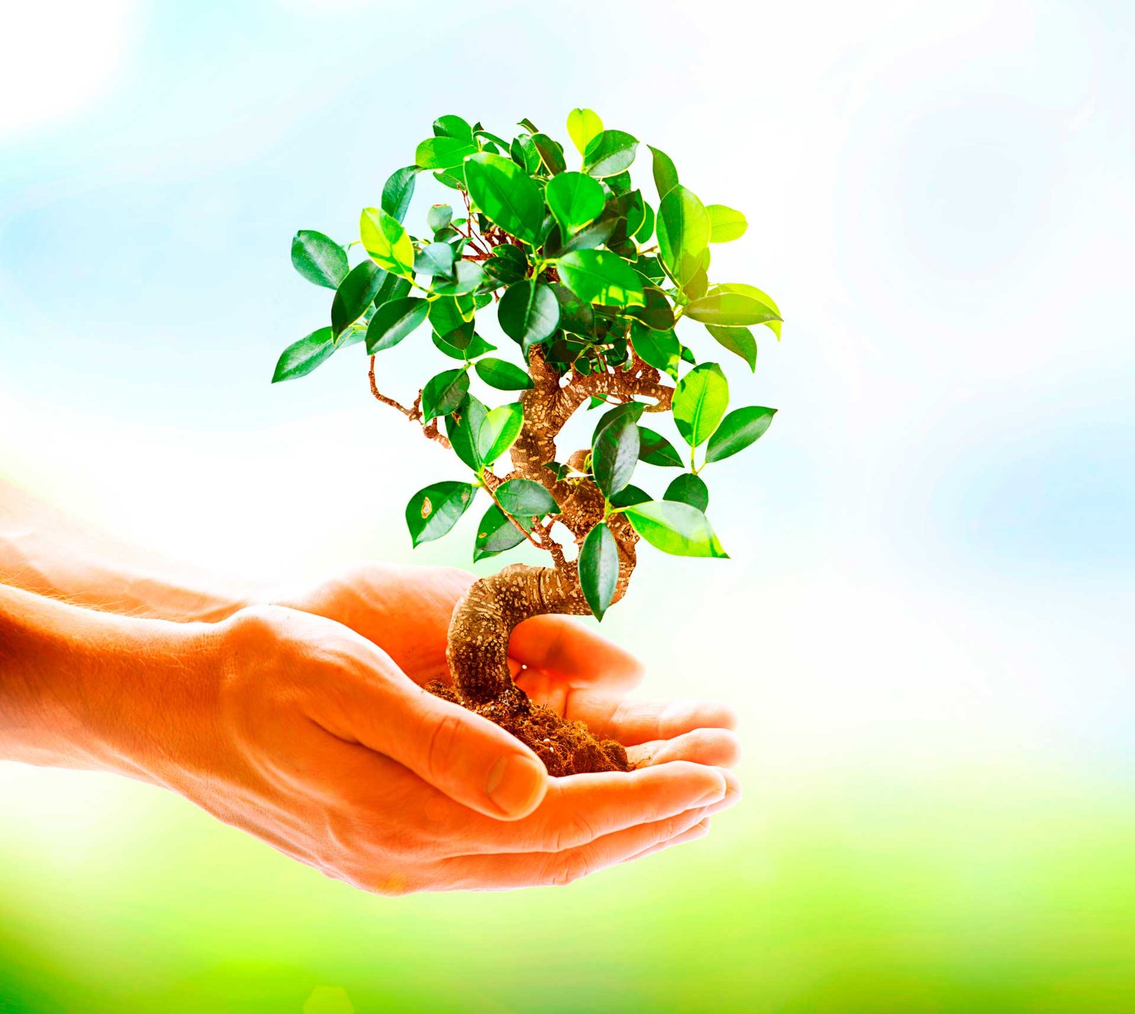 arbol-mano